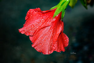 Hibiscus After the Rain