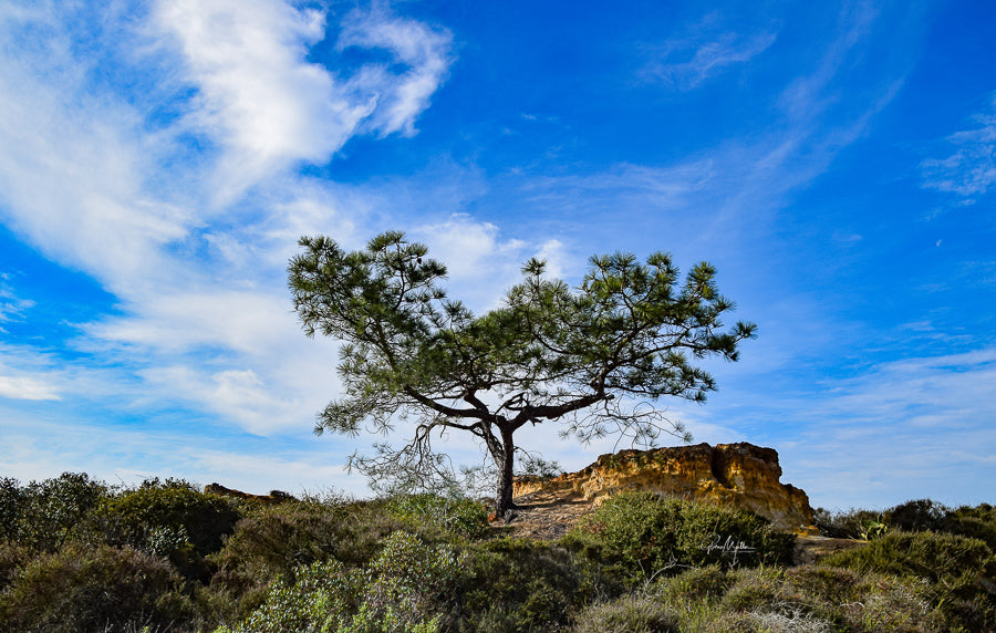 Torrey Pine and Sandstone Cliffs
