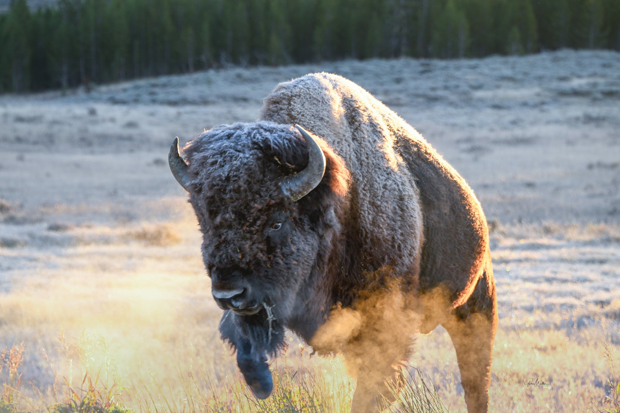Wildlife in Yellowstone and Grand Tetons National Parks