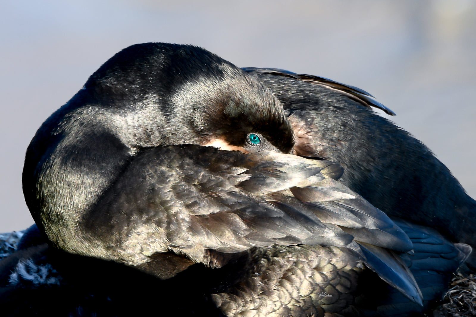 Cormorant Eye On You
