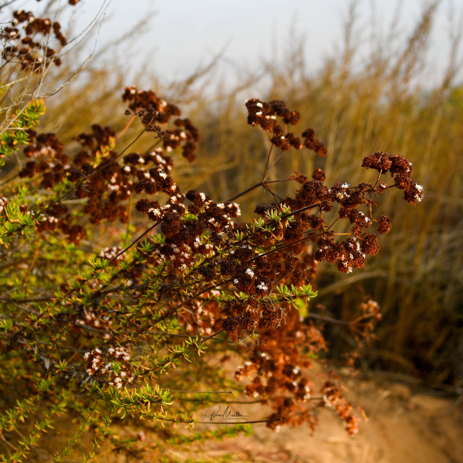 Mission Trails Regional Park Show