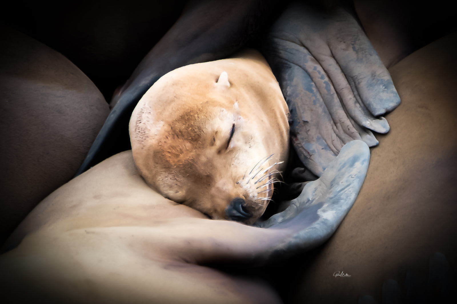 Swaddled in Flippers