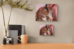 Great Horned Owl Profile Special Offer