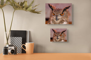 Grumpy Great Horned Owl Special Offer