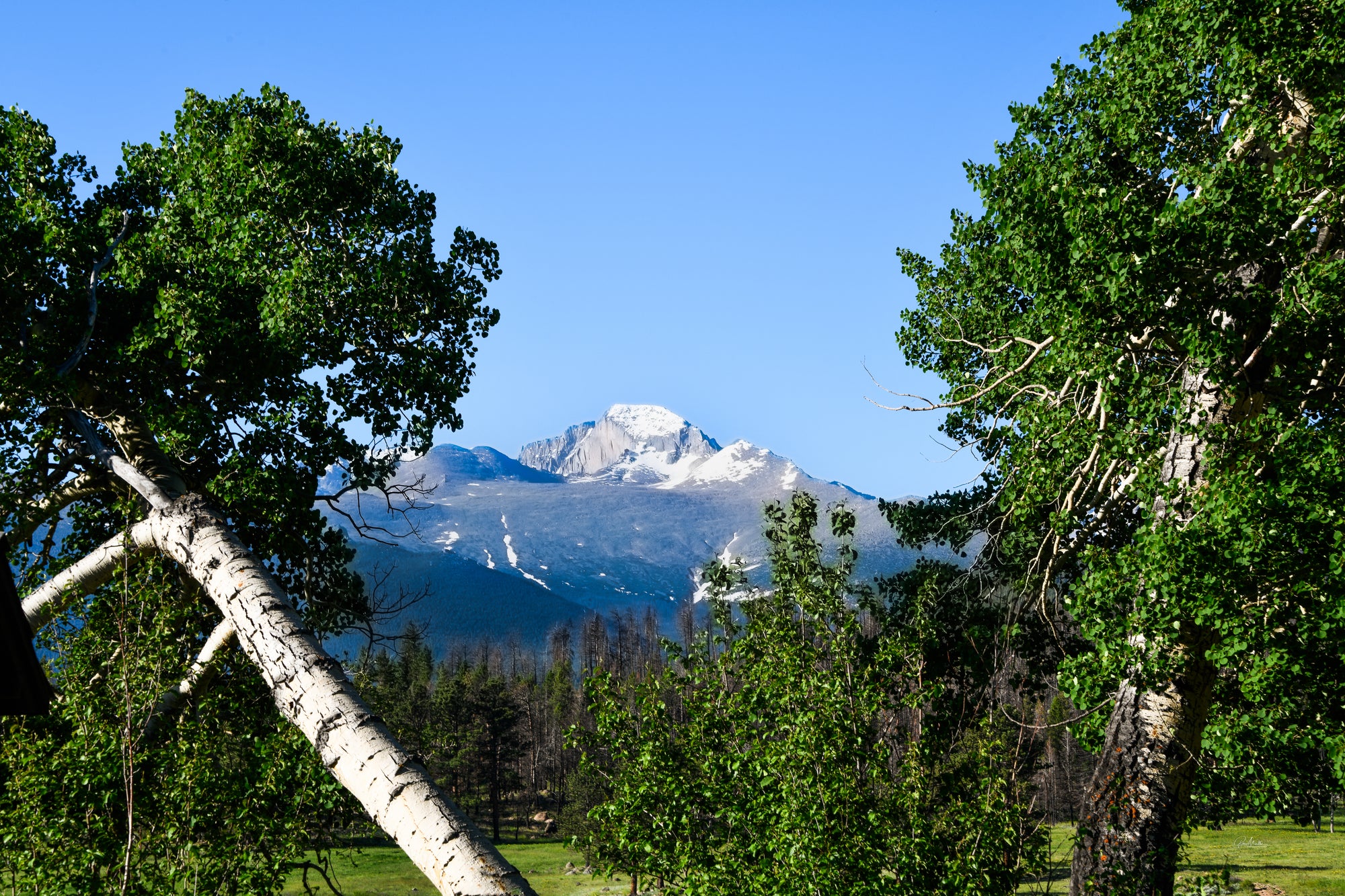 Long's Peak View Framed by Aspen Trees.