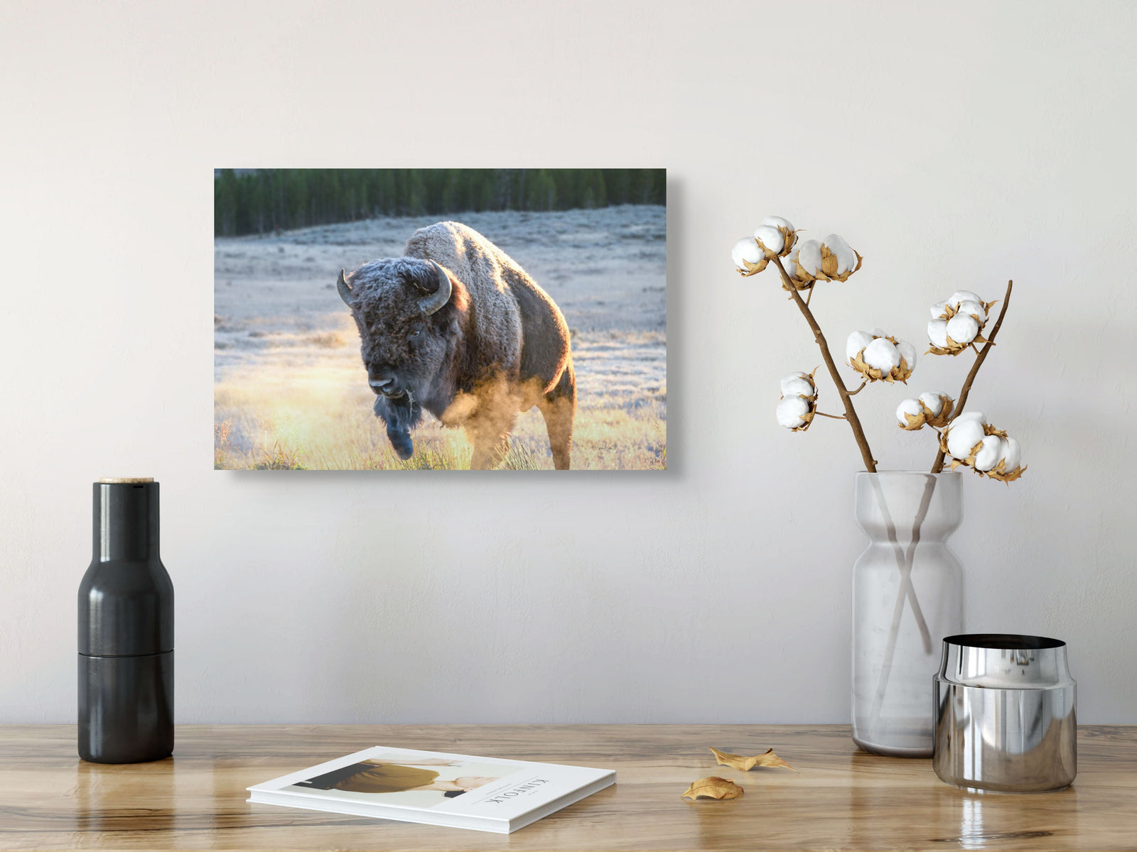 Bison Walks Into the Sun at Yellowstone