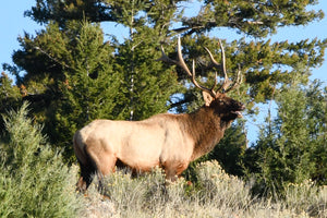 Bull Elk Bugling at Yellowstone.