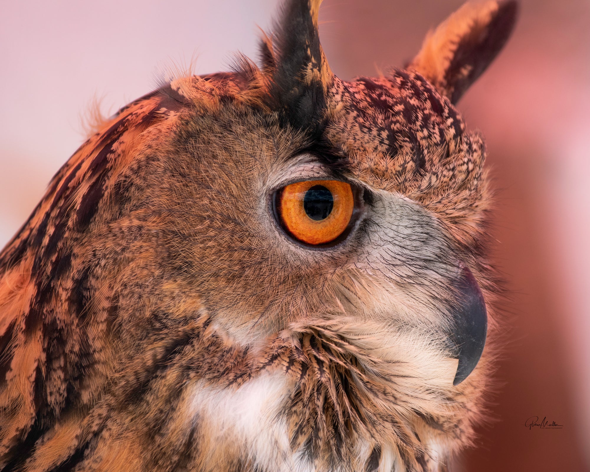 Great Horned Owl Profile Special Offer