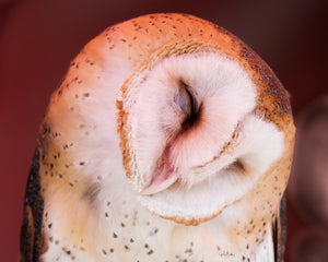 Dozing Barn Owl Special Offer