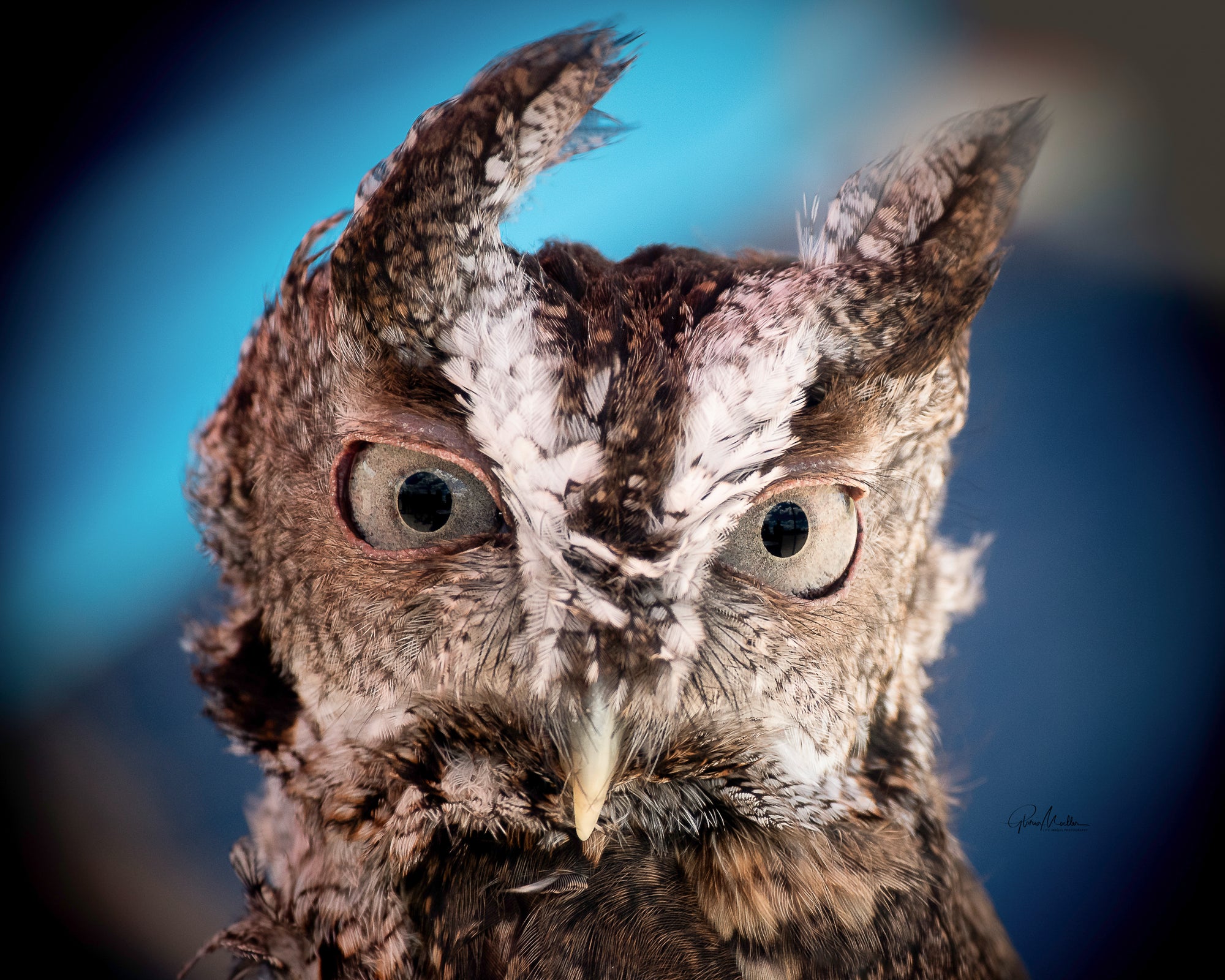 Eurasian Eagle Owl Special Offer