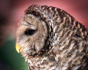 Great Gray Owl Special Offer