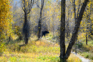 Moose in Yellowstone Autumn Colors