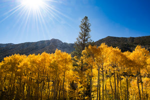 Lone Pine in the Aspens