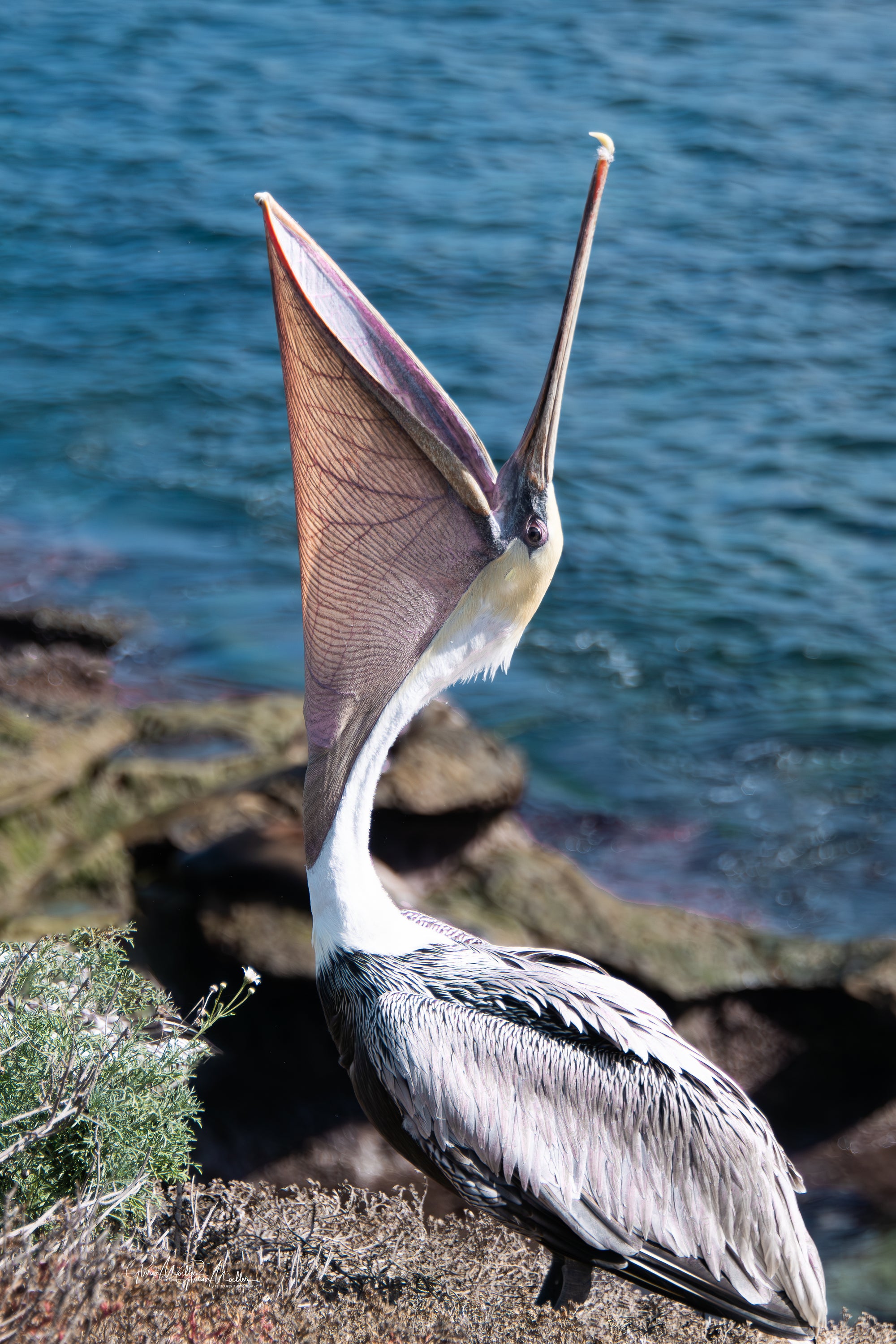 Pelican Stretch