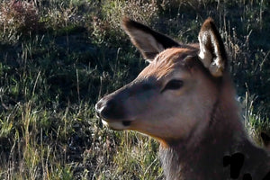 Young Female Elk at Yellowstone