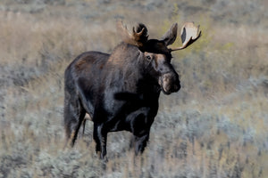 Young Bull Moose in Pursuit at Yellowstone