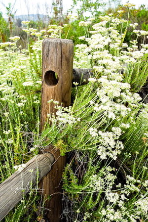 White Flowers Along Fence Posts