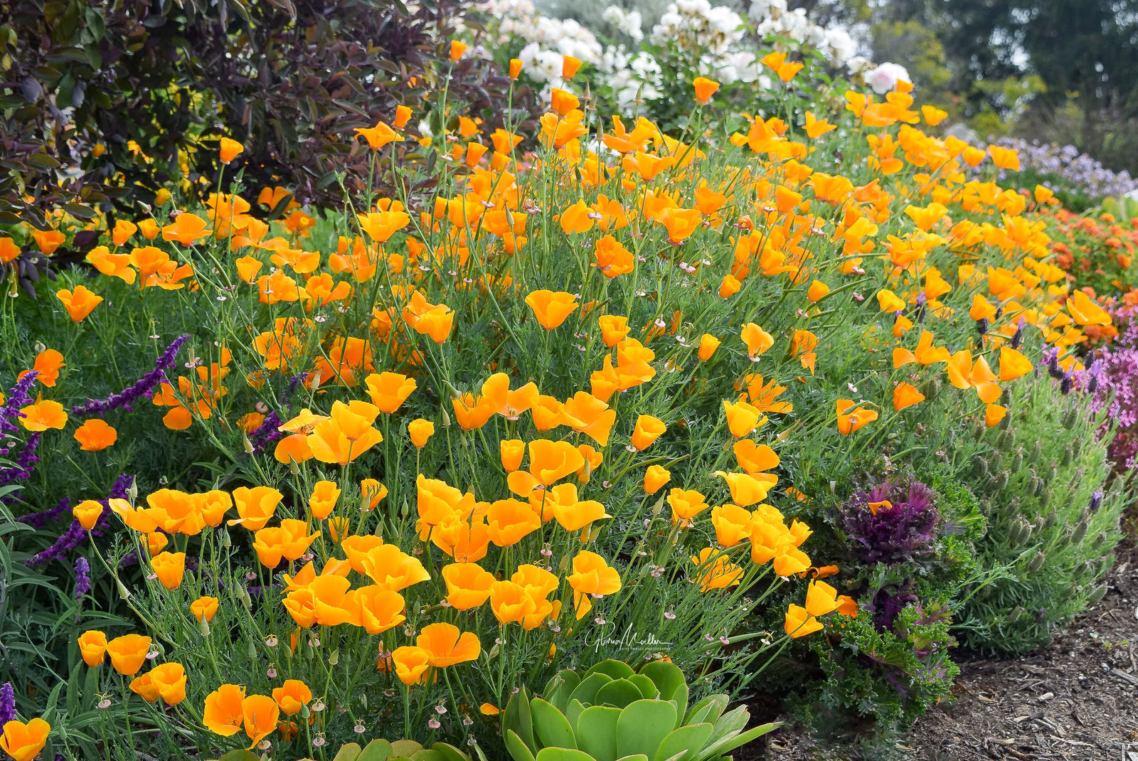 California Poppies and Purple Sage
