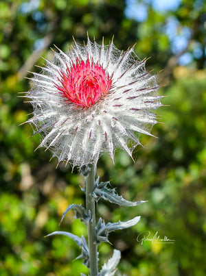 Dried Red Thistle Bloom