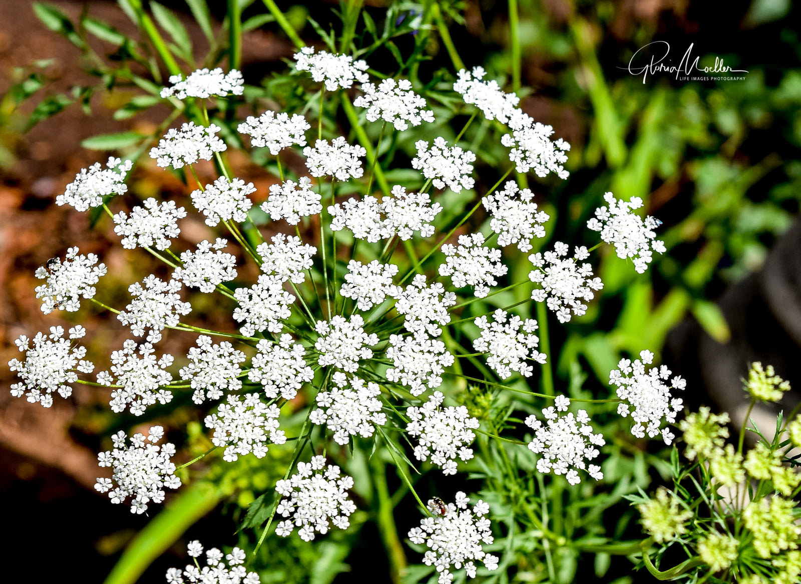 Bishop's Weed at Balboa Park