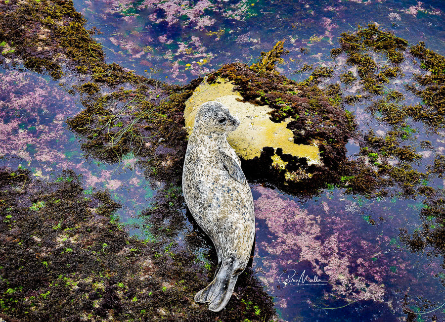 Black and White Harbor Seal