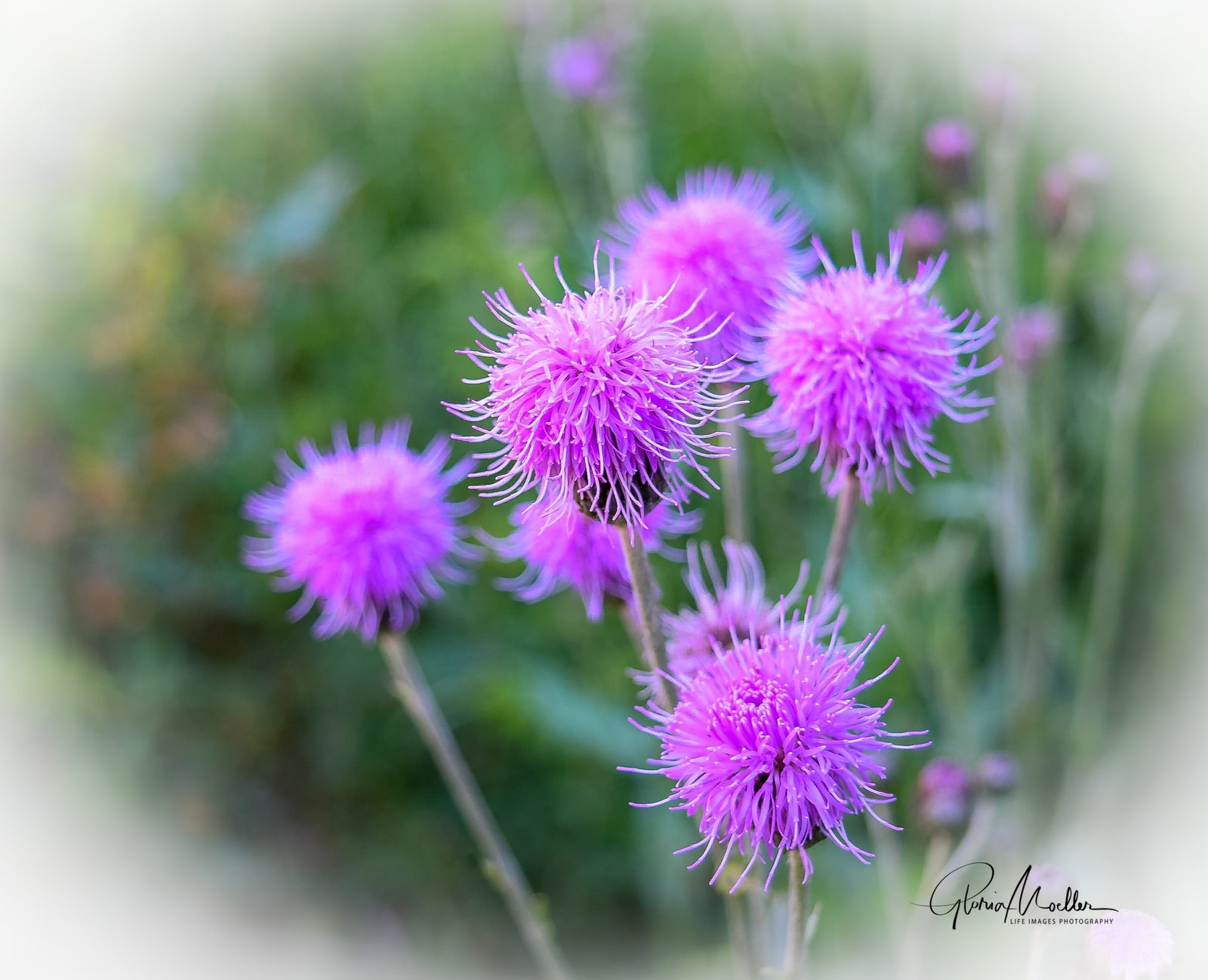 Purple Thistle Blooms