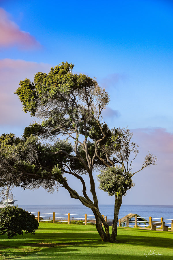 Tree Just After Sunrise in La Jolla