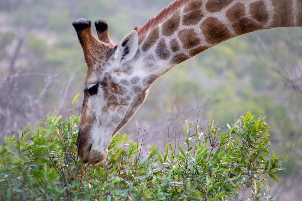 Dreamy Giraffe