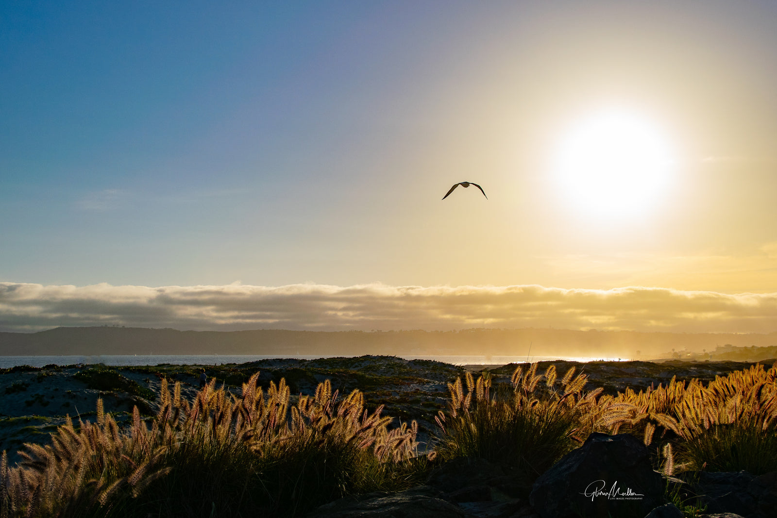 Feather Grass and a Seagull at the Beach