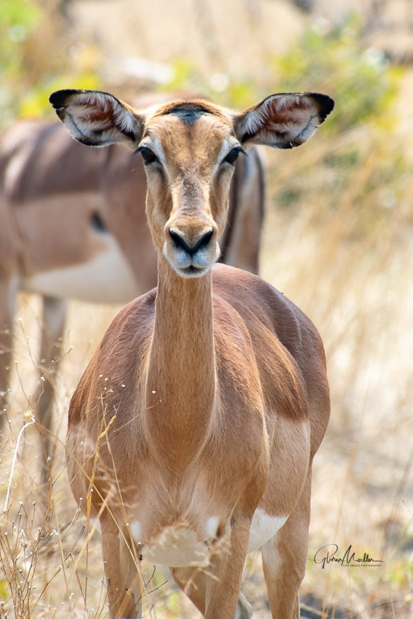 Impala Stare