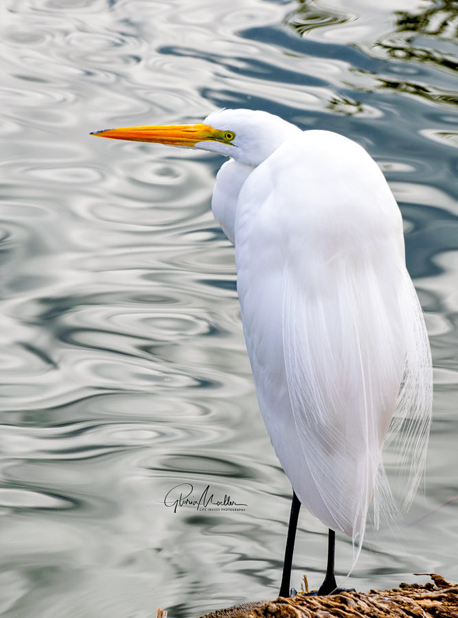A Giant White Egret on the Shore