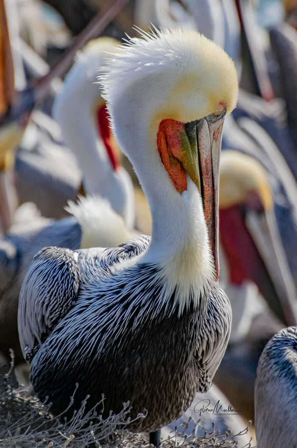 Pelican Profile