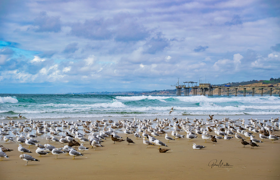 Stormy Seas and Seagulls