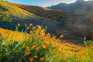 Sunlit Poppies at  Walker Canyon