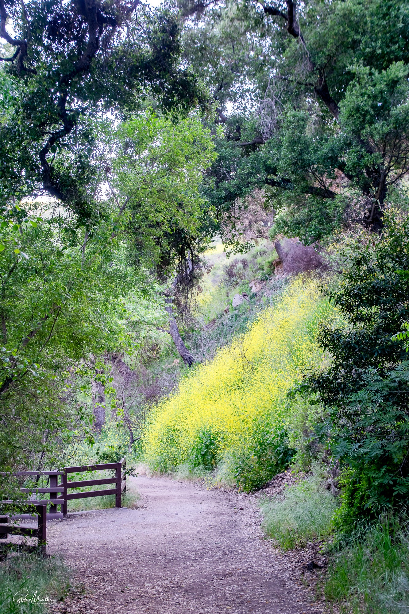 Mustard Plant Under the Oak Trees