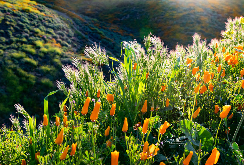 Poppies and Wild Grass