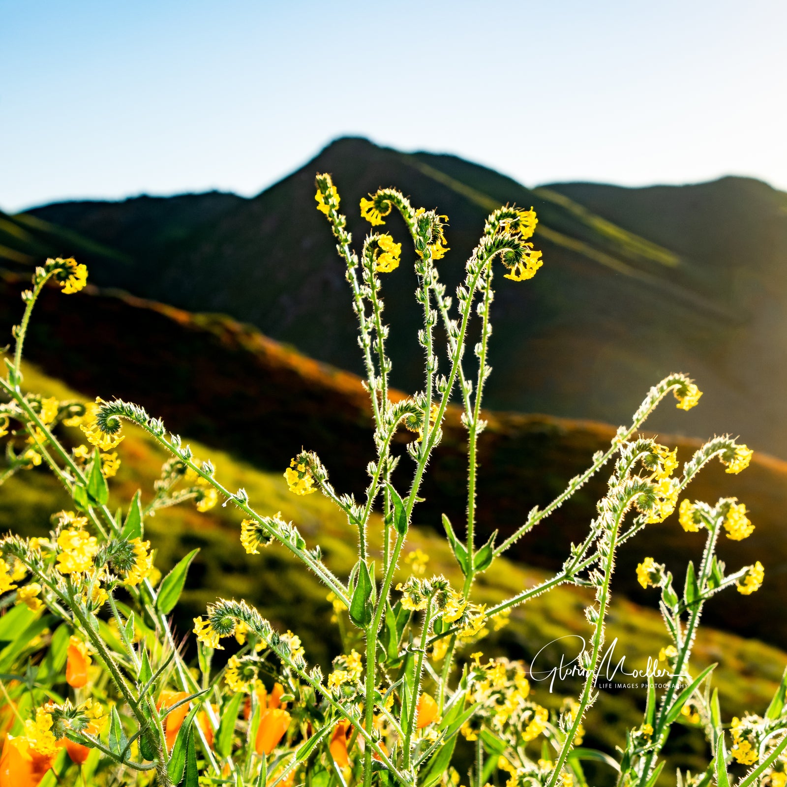 Unfurling Ferns at the Poppy Fields