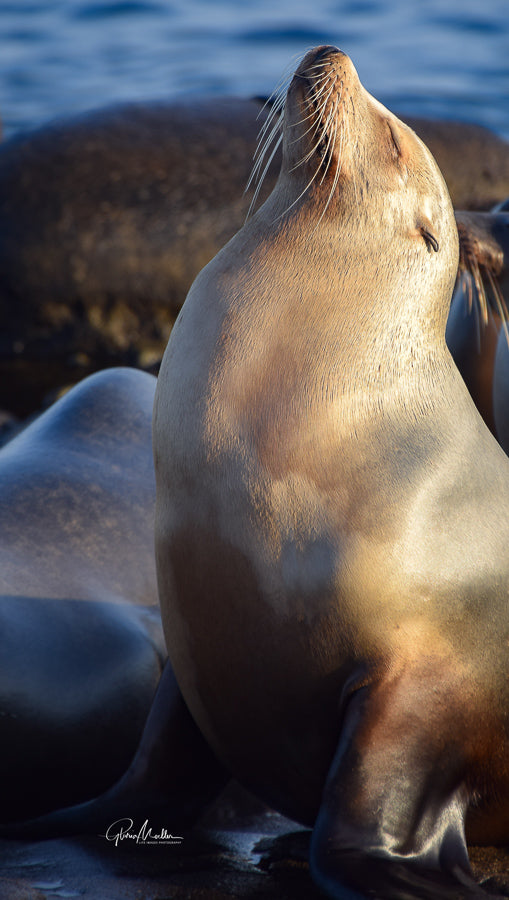 Sun Worshipping Sea Lion