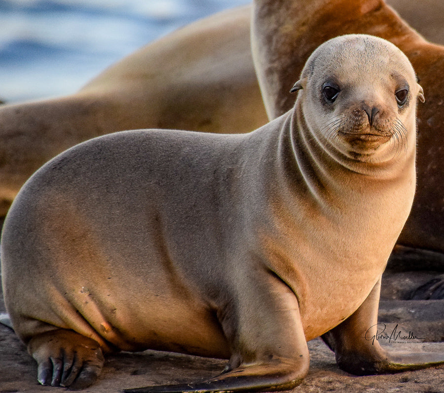 Curious Baby Sea Lion