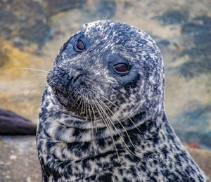 Harbor Seal With Attitude