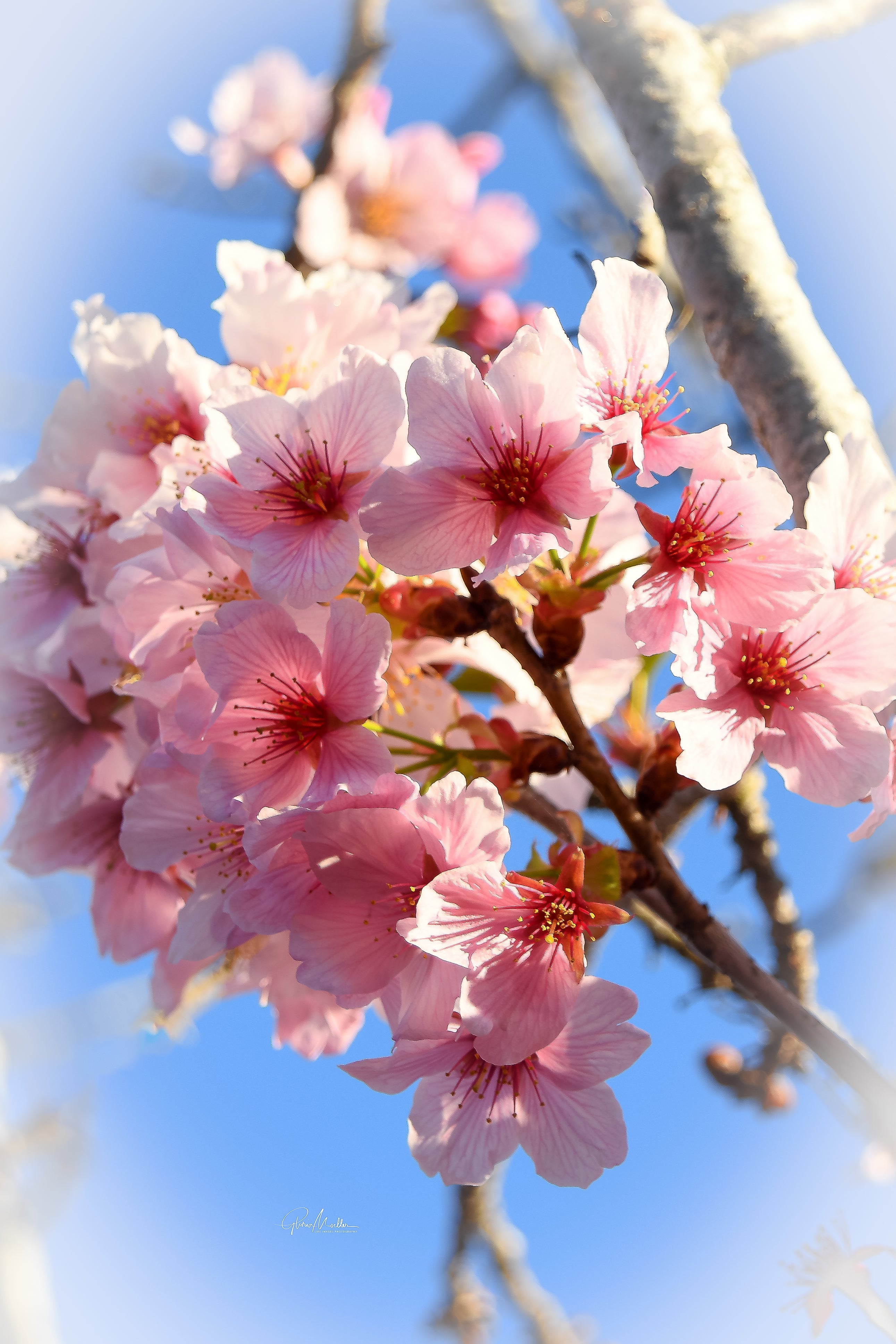Cherry Blossoms Soft Focus - Life Images by Gloria