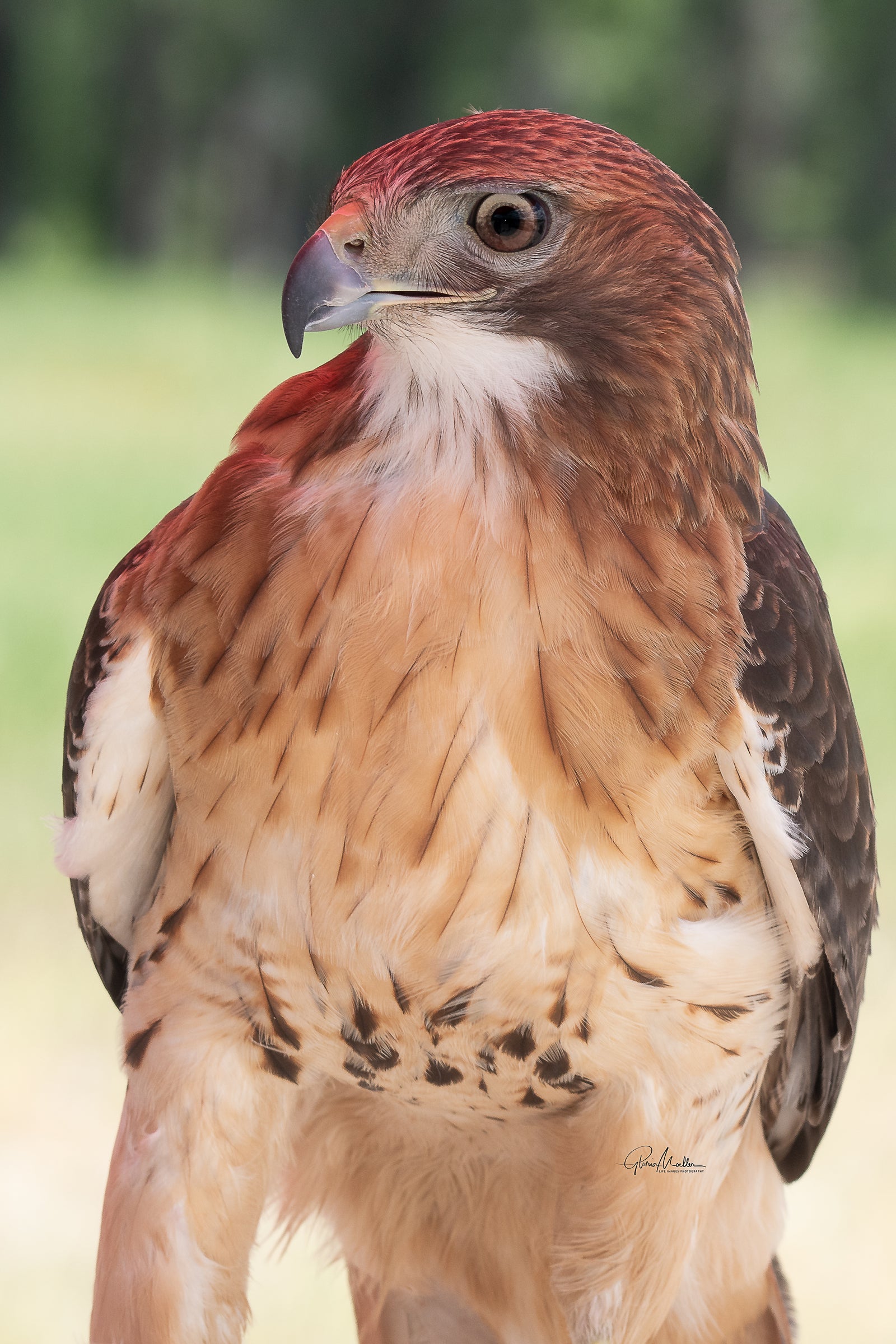 Red-tailed Hawk