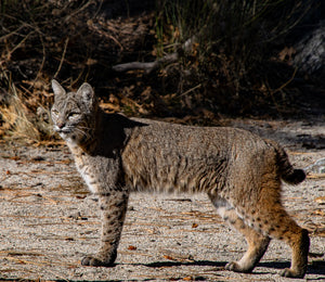 A Bobcat Stalking its Prey in Yosemite Valley