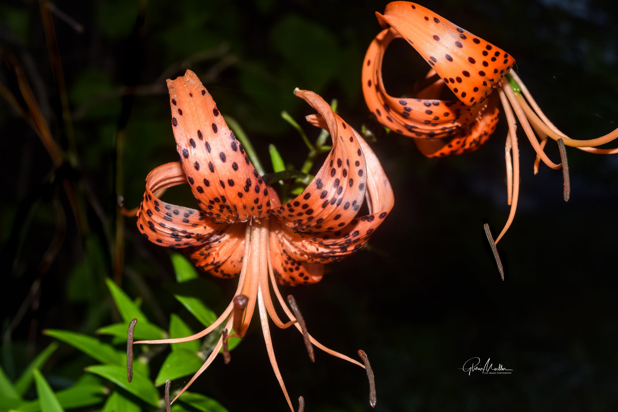 Wild Wood Lilies in Maine