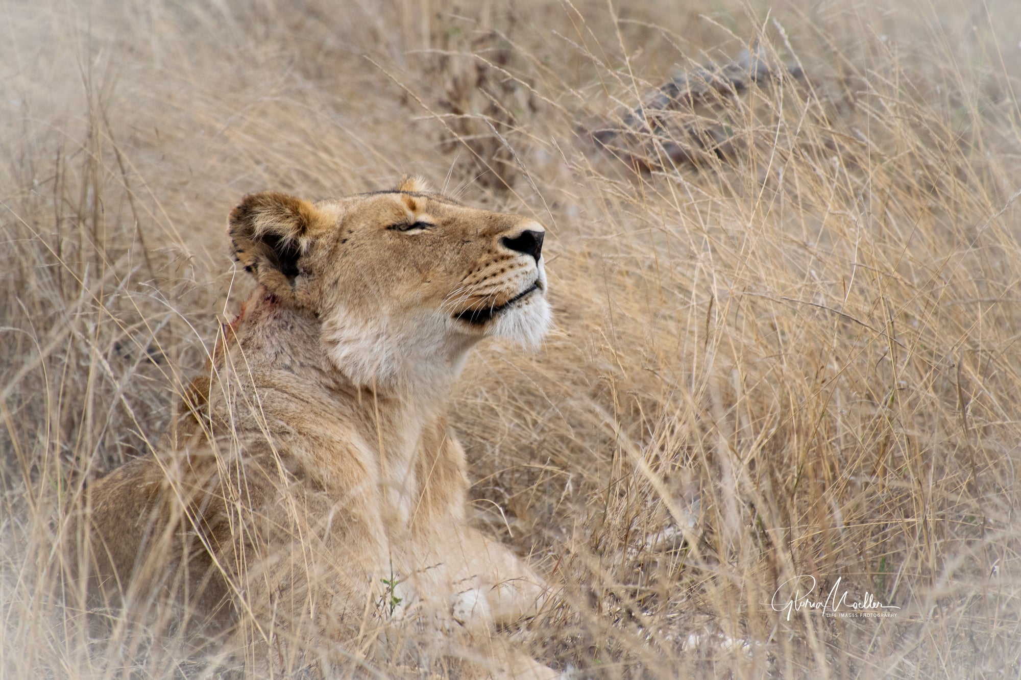 Dozing Lion at Mala Mala