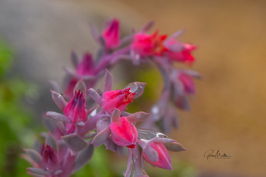 dropped succulent Dew Drops on Succulent Leaves