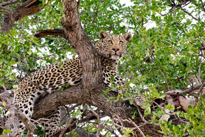 African Leopard in a Tree