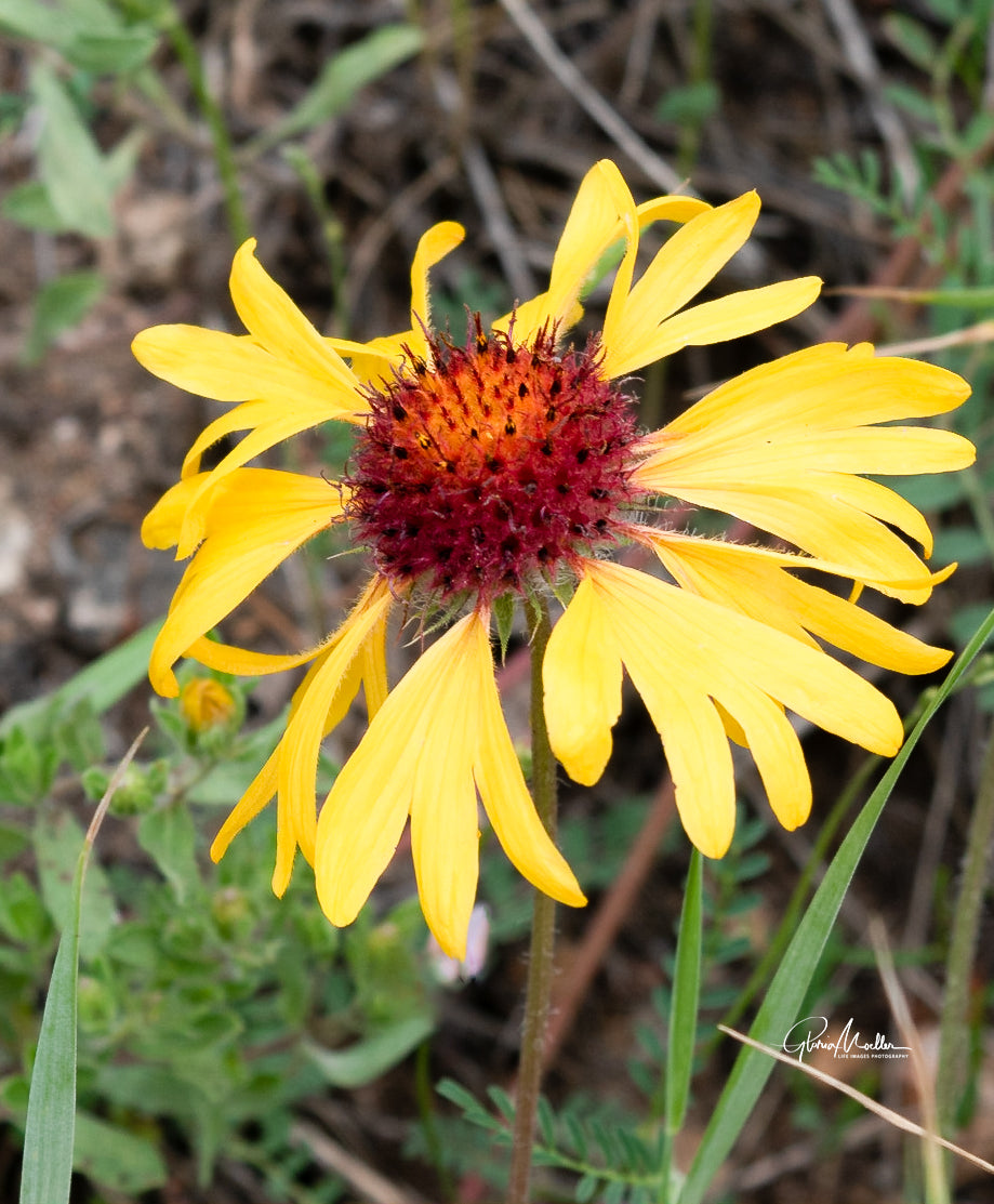 Lanceleaf Blanketflower