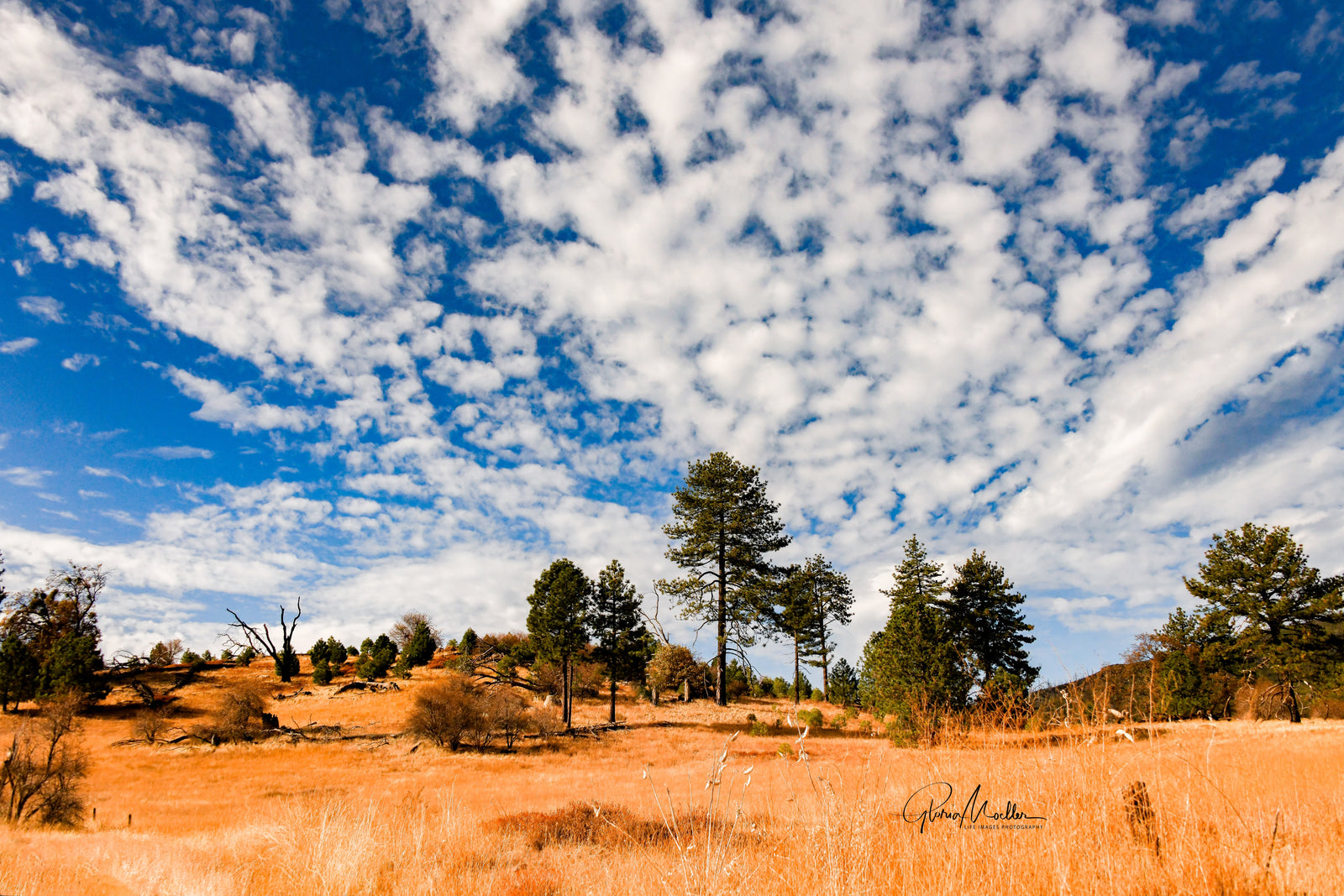 Fall Grass and Puff Clouds