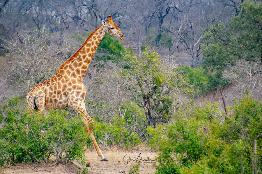 Giraffe on the Run